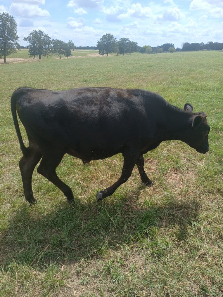 Registered 100% Full-Blood Japanese Wagyu Bull Calves